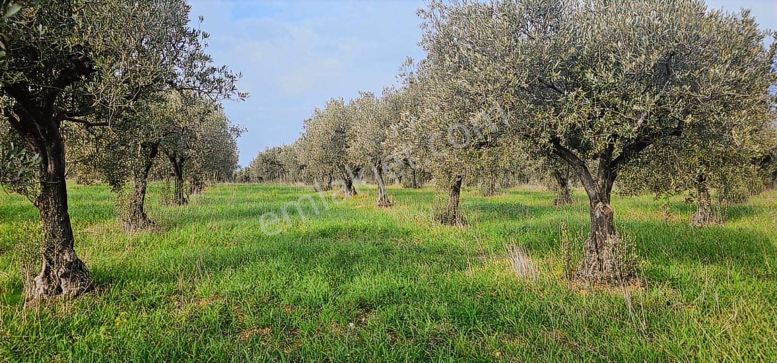 Zeytindağ'da Stratejık Konumlu,verimli Zeytinlik /arazi Yatırımı - Görsel 15