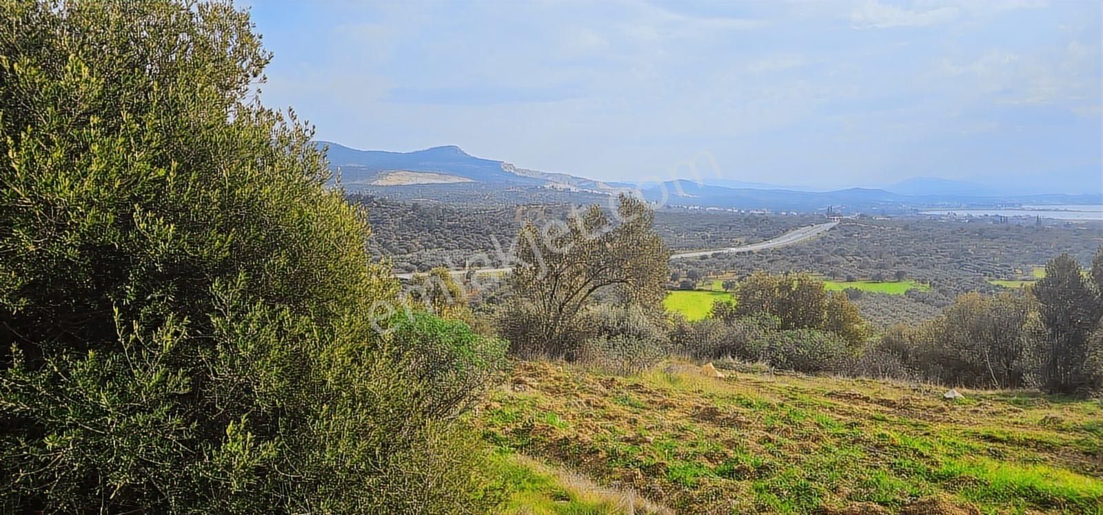 Zeytindağ'da Stratejık Konumlu,verimli Zeytinlik /arazi Yatırımı - Görsel 13