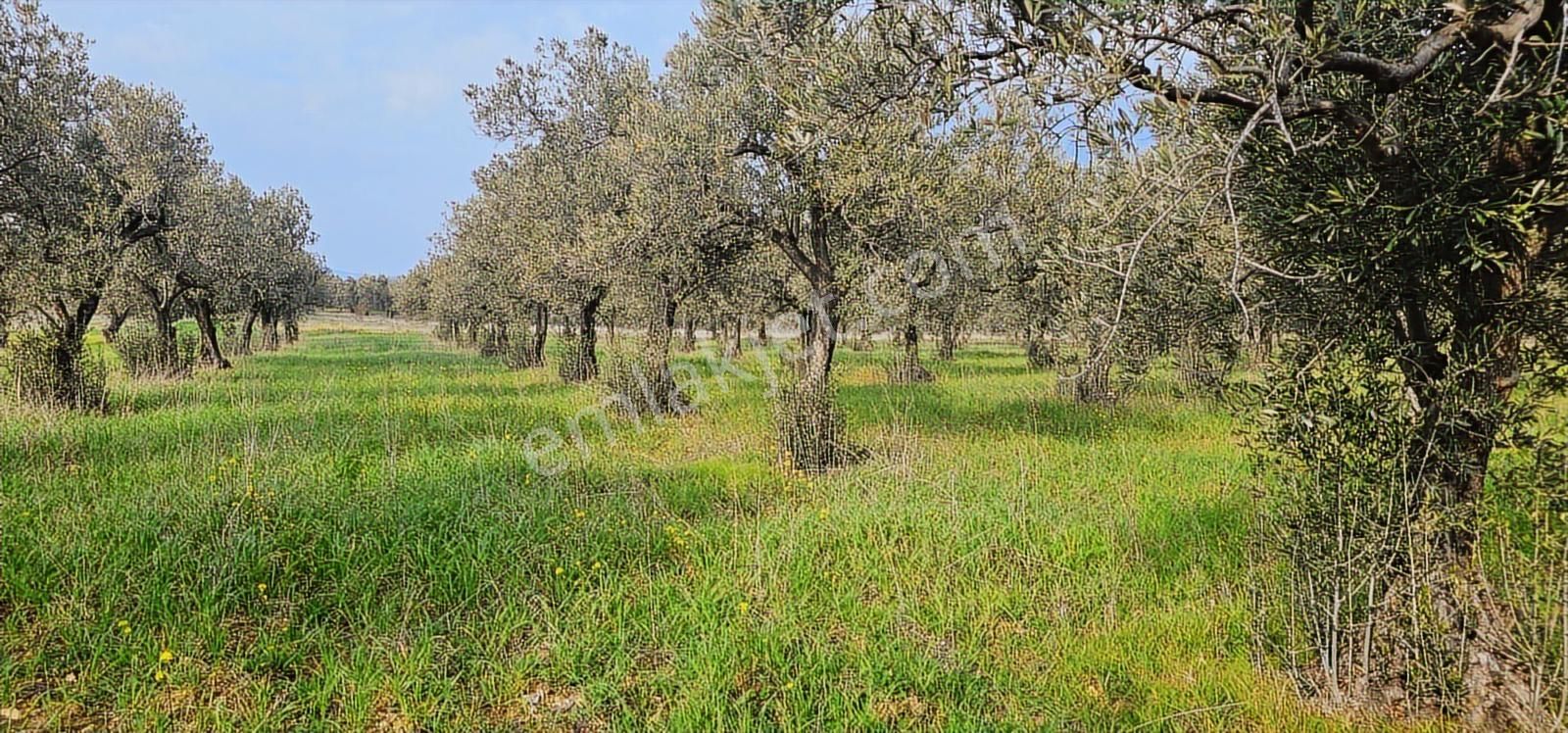Zeytindağ'da Stratejık Konumlu,verimli Zeytinlik /arazi Yatırımı - Görsel 5