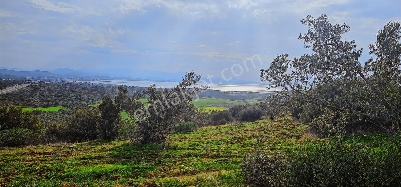 Zeytindağ'da Stratejık Konumlu,verimli Zeytinlik /arazi Yatırımı - Görsel 6