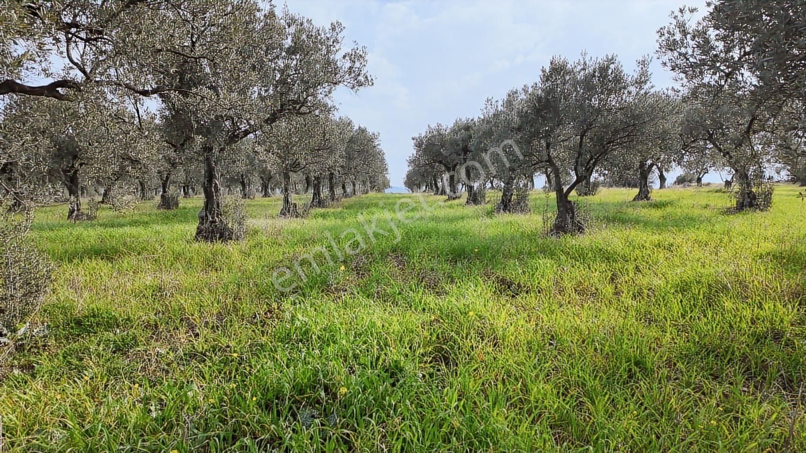 Zeytindağ'da Stratejık Konumlu,verimli Zeytinlik /arazi Yatırımı - Görsel 15