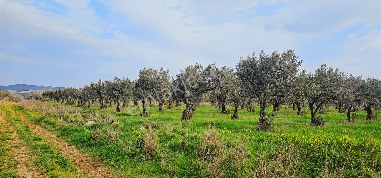 Zeytindağ'da Stratejık Konumlu,verimli Zeytinlik /arazi Yatırımı - Görsel 9