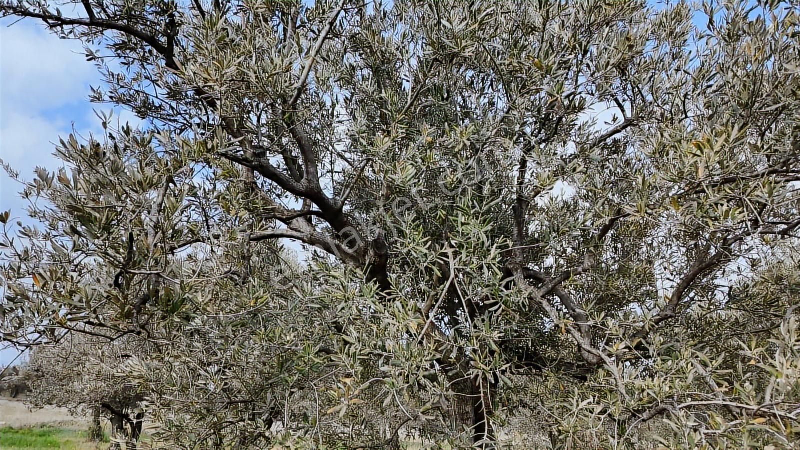 Zeytindağ'da Stratejık Konumlu,verimli Zeytinlik /arazi Yatırımı - Görsel 31