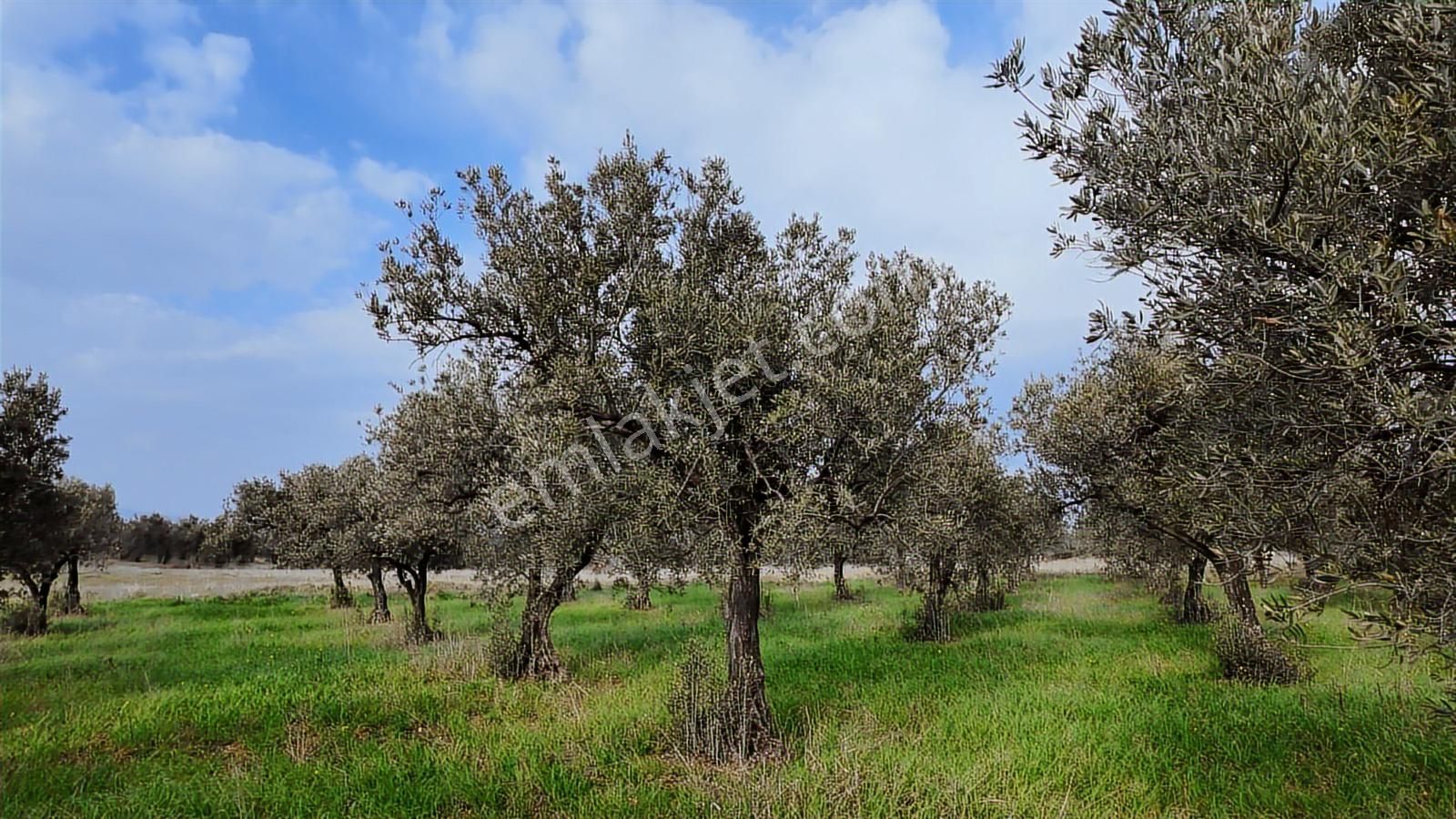 Zeytindağ'da Stratejık Konumlu,verimli Zeytinlik /arazi Yatırımı - Görsel 12