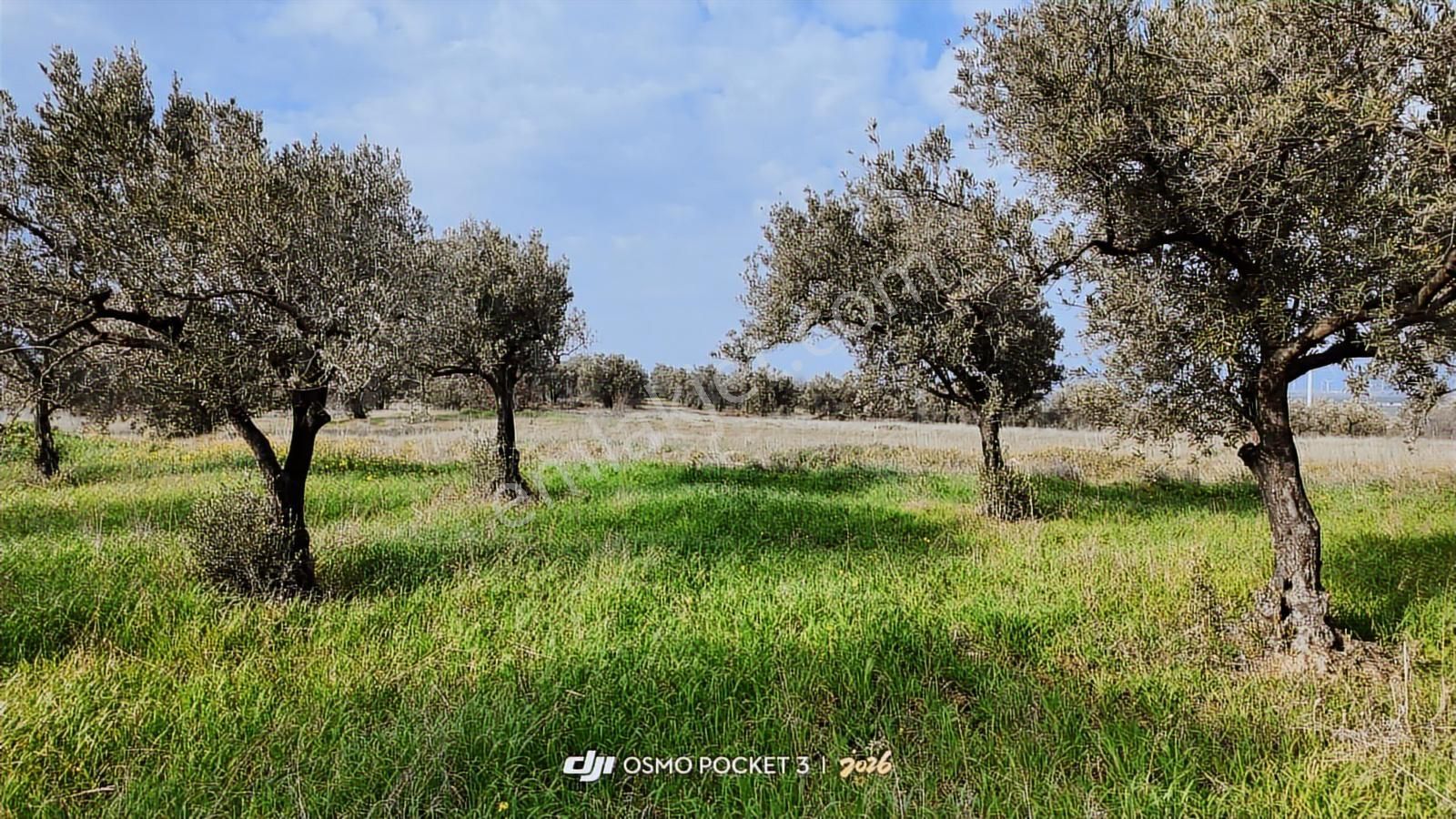 Zeytindağ'da Stratejık Konumlu,verimli Zeytinlik /arazi Yatırımı - Görsel 30