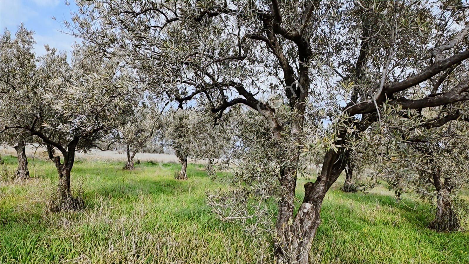 Zeytindağ'da Stratejık Konumlu,verimli Zeytinlik /arazi Yatırımı - Görsel 20
