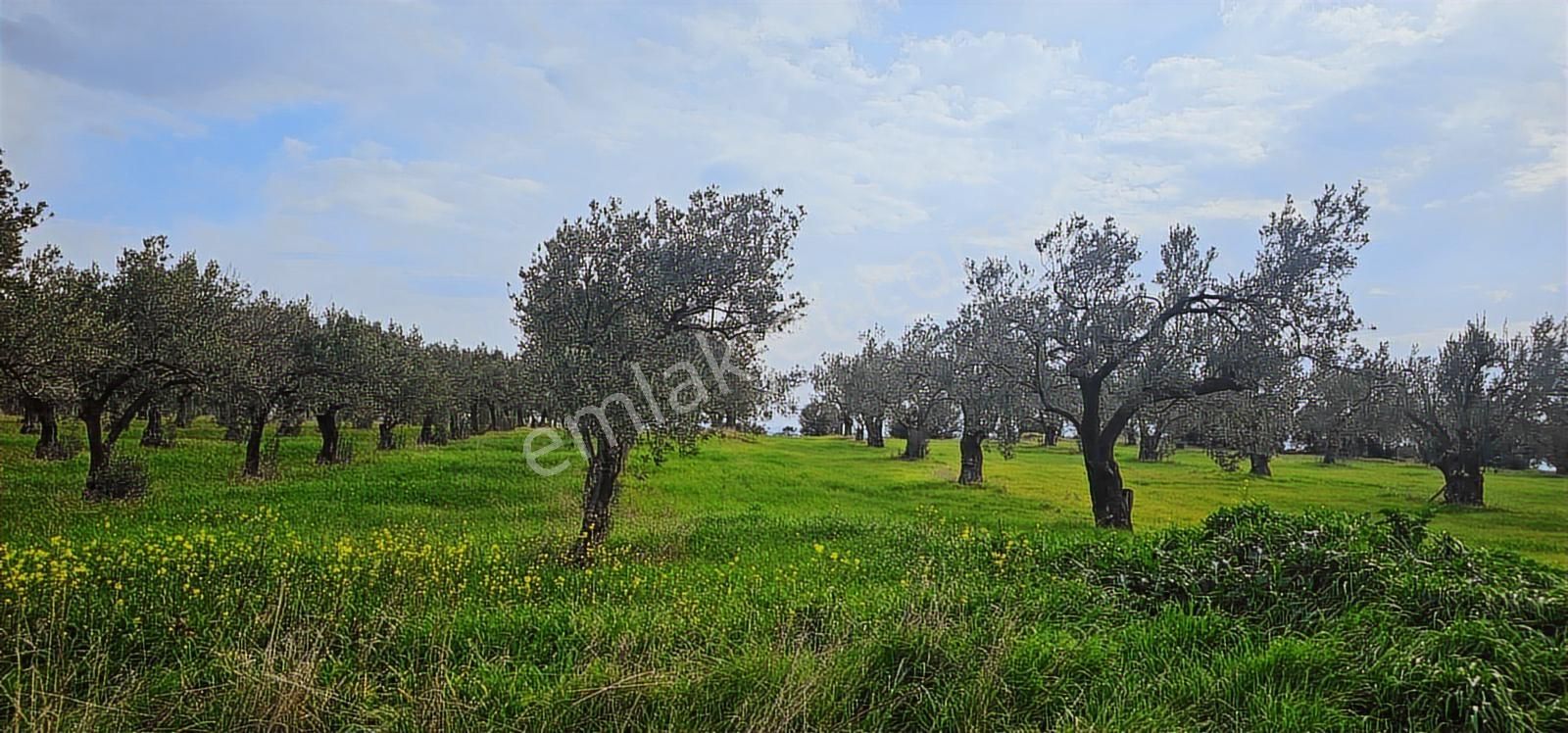 Zeytindağ'da Stratejık Konumlu,verimli Zeytinlik /arazi Yatırımı - Görsel 21