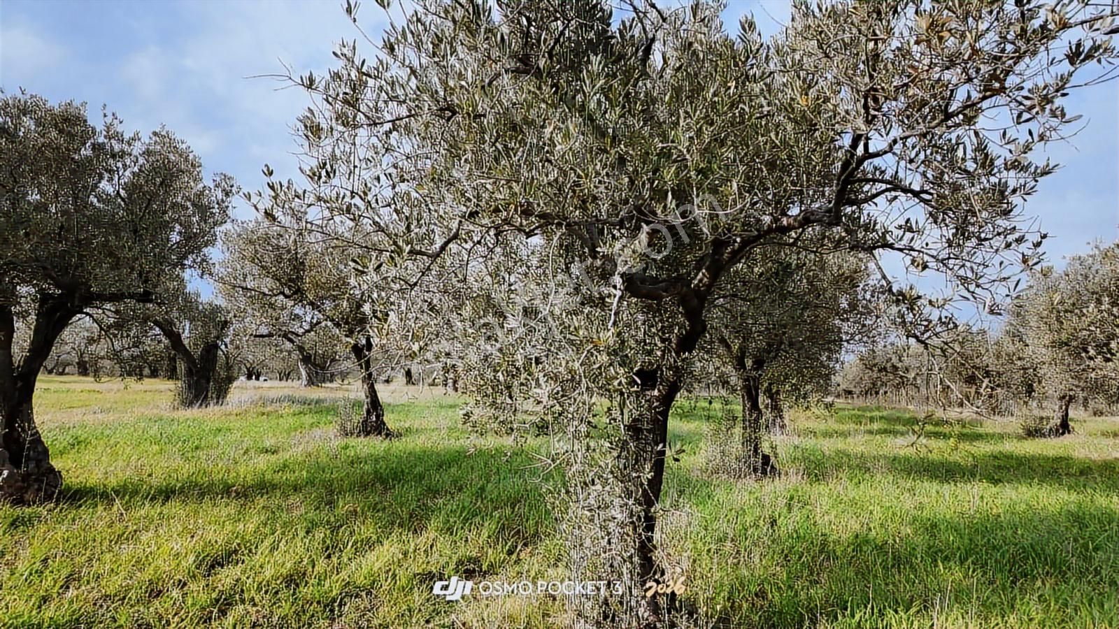 Zeytindağ'da Stratejık Konumlu,verimli Zeytinlik /arazi Yatırımı - Görsel 33