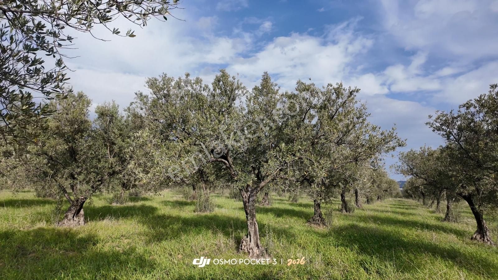Zeytindağ'da Stratejık Konumlu,verimli Zeytinlik /arazi Yatırımı - Görsel 16