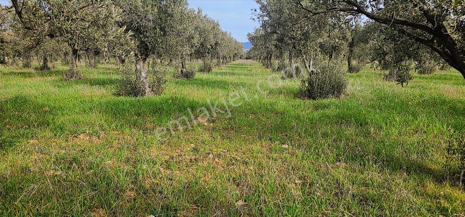 Zeytindağ'da Stratejık Konumlu,verimli Zeytinlik /arazi Yatırımı - Görsel 24