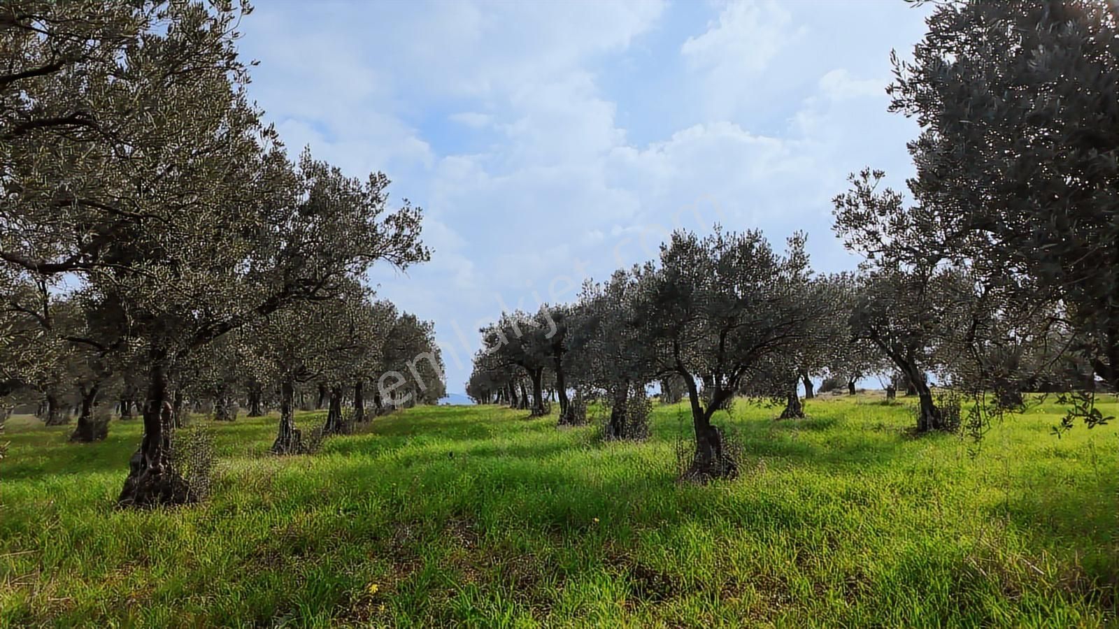 Zeytindağ'da Stratejık Konumlu,verimli Zeytinlik /arazi Yatırımı - Görsel 31