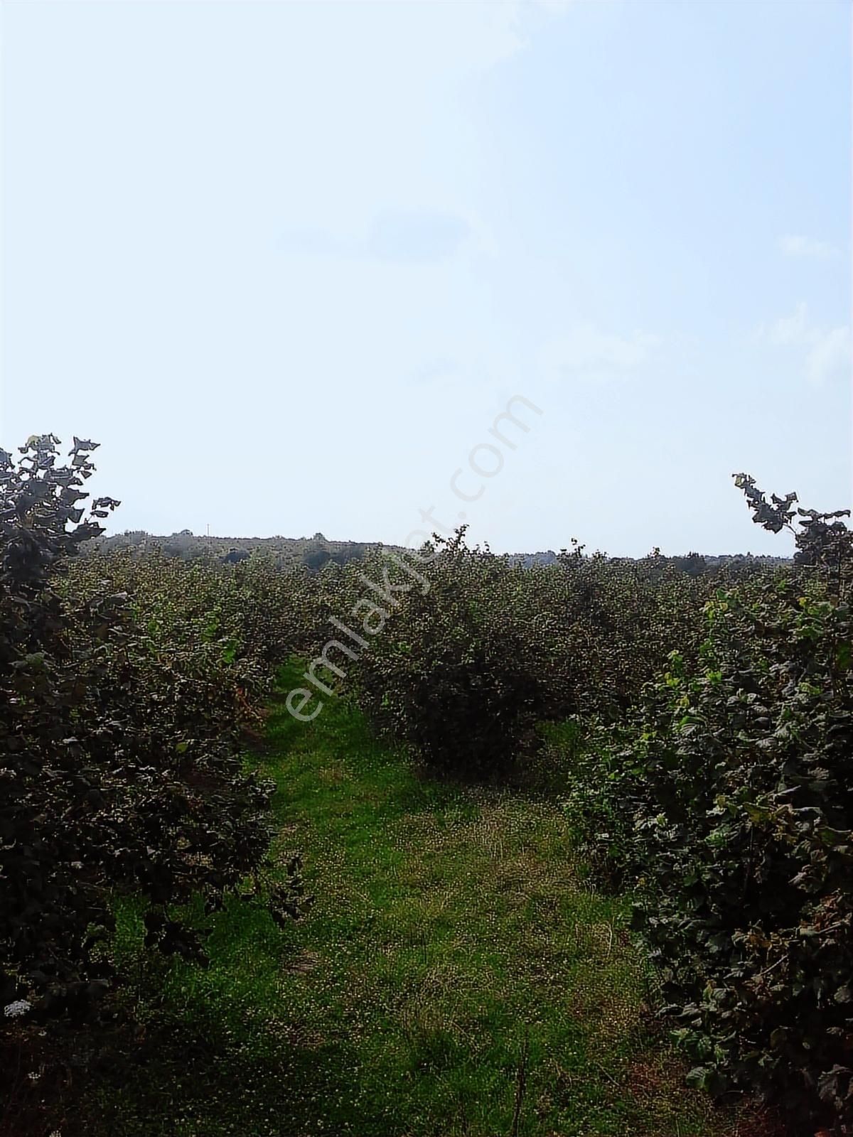 133-şeker Emlaktan İlçeye Yakın 23 Dönüm Uygun Satılık Fındık - Görsel 7