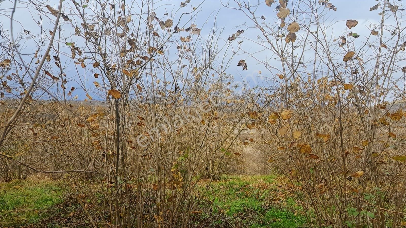 133-şeker Emlaktan İlçeye Yakın 23 Dönüm Uygun Satılık Fındık - Görsel 13