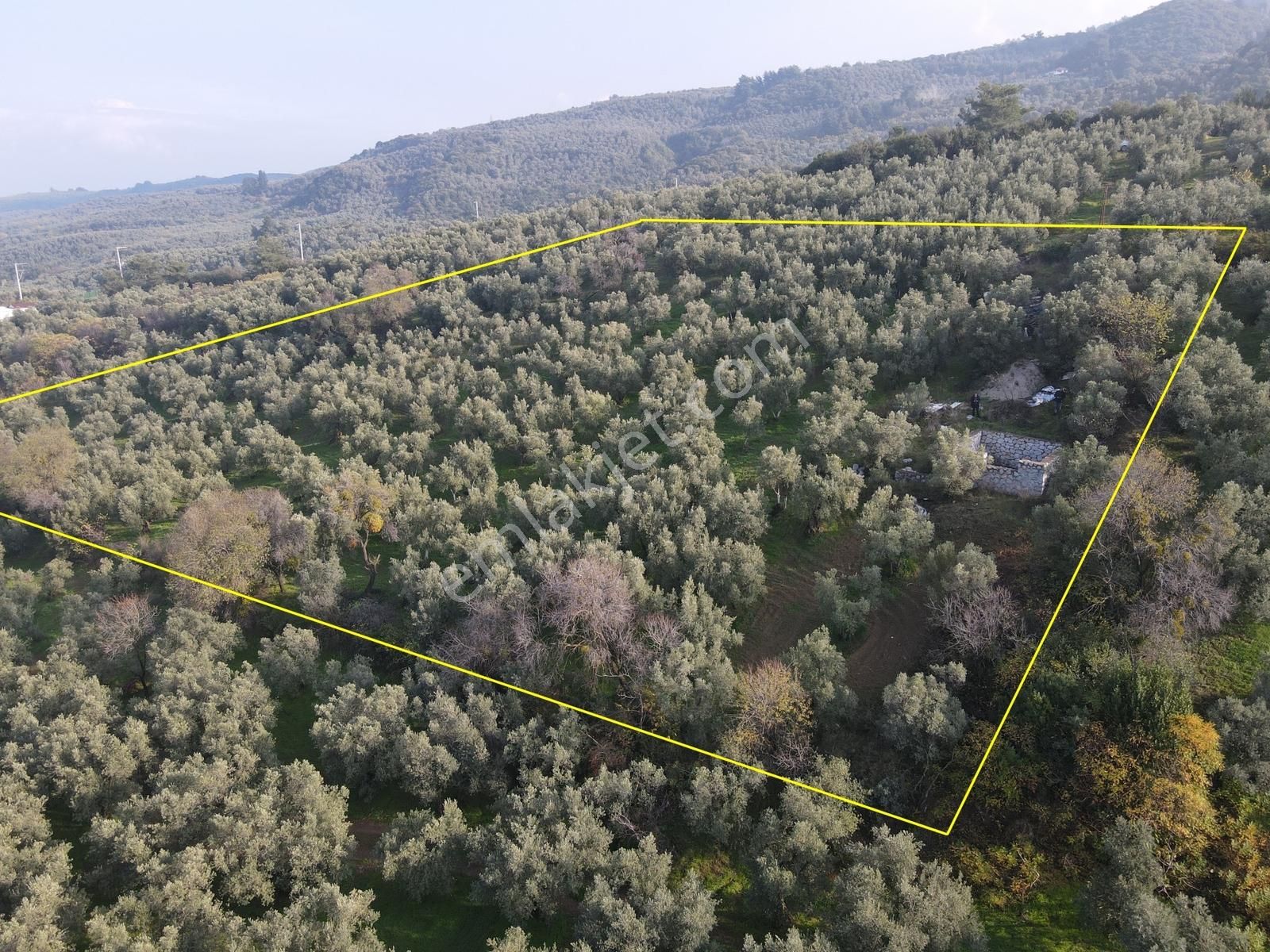 Mef Gyd'den Trilye'de İçine Ev Yapılabilen Satılık Zeytinlik !!! - Görsel 4