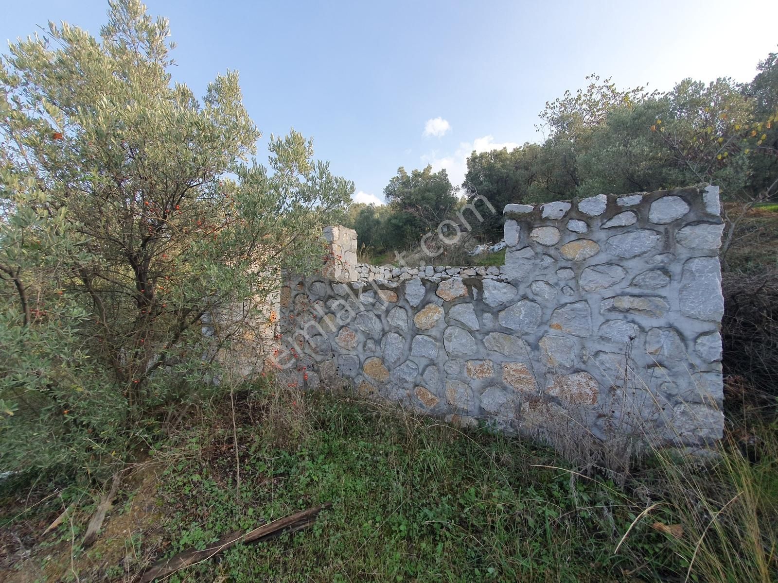 Mef Gyd'den Trilye'de İçine Ev Yapılabilen Satılık Zeytinlik !!! - Görsel 7