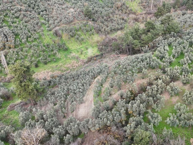 C21 Cius; Umurbey’de Yolu Olan, Araçla Gidilen Satılık Zeytinlik - Görsel 5