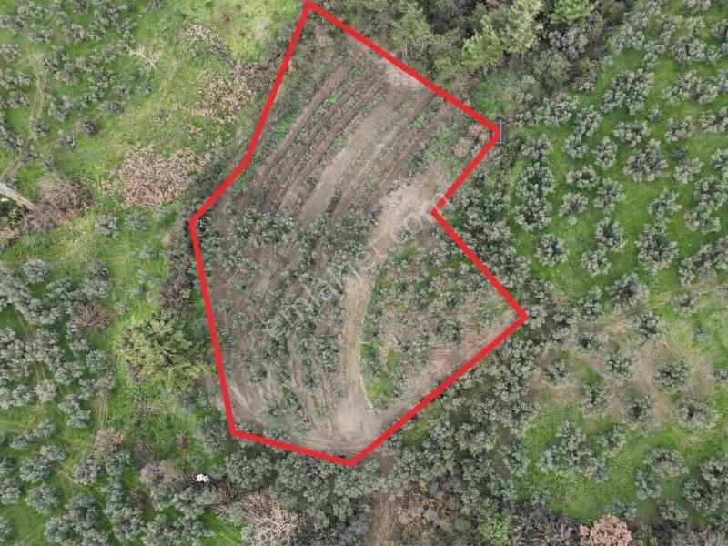 C21 Cius; Umurbey’de Yolu Olan, Araçla Gidilen Satılık Zeytinlik