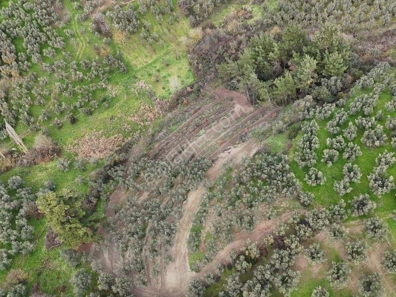 C21 Cius; Umurbey’de Yolu Olan, Araçla Gidilen Satılık Zeytinlik - Görsel 3