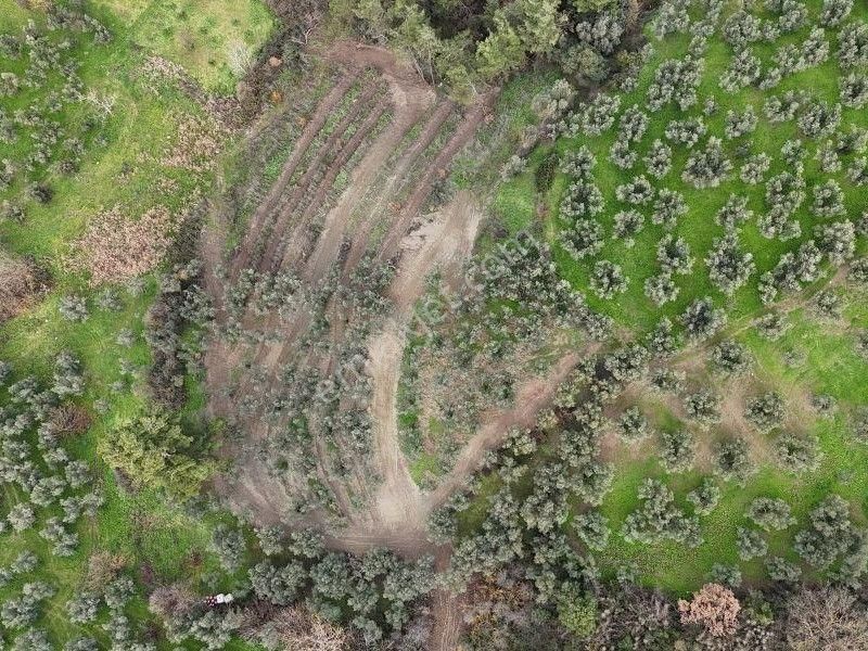 C21 Cius; Umurbey’de Yolu Olan, Araçla Gidilen Satılık Zeytinlik - Görsel 2