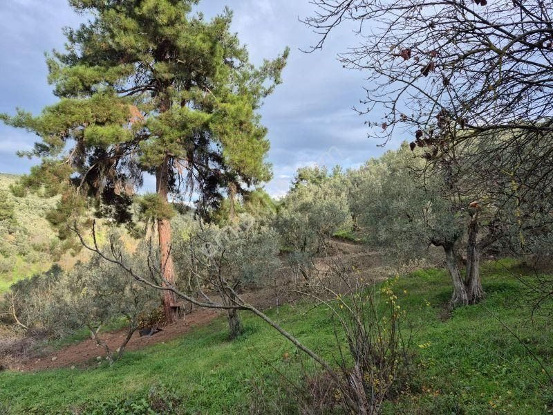 C21 Cius; Umurbey’de Yolu Olan, Araçla Gidilen Satılık Zeytinlik - Görsel 8