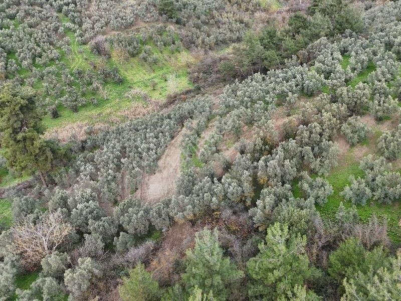 C21 Cius; Umurbey’de Yolu Olan, Araçla Gidilen Satılık Zeytinlik - Görsel 4