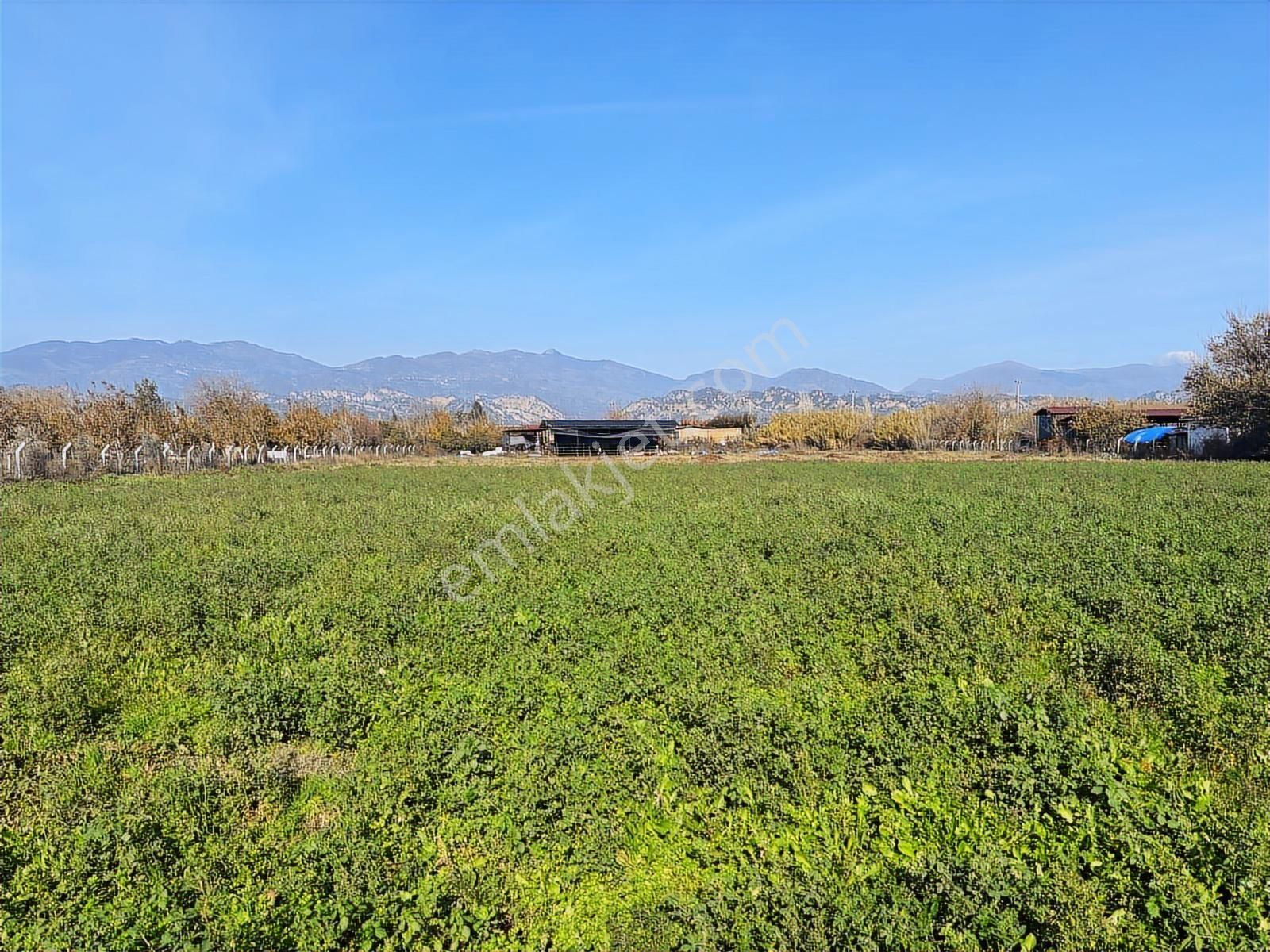 Aydın Efeler Umurlu Mahallesi Yarıkkavak Mevkii Satılık Çiftlik - Görsel 31