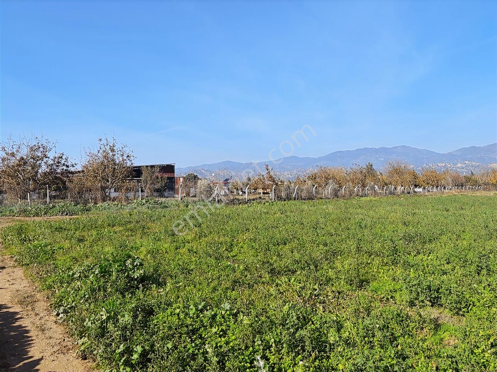 Aydın Efeler Umurlu Mahallesi Yarıkkavak Mevkii Satılık Çiftlik - Görsel 18