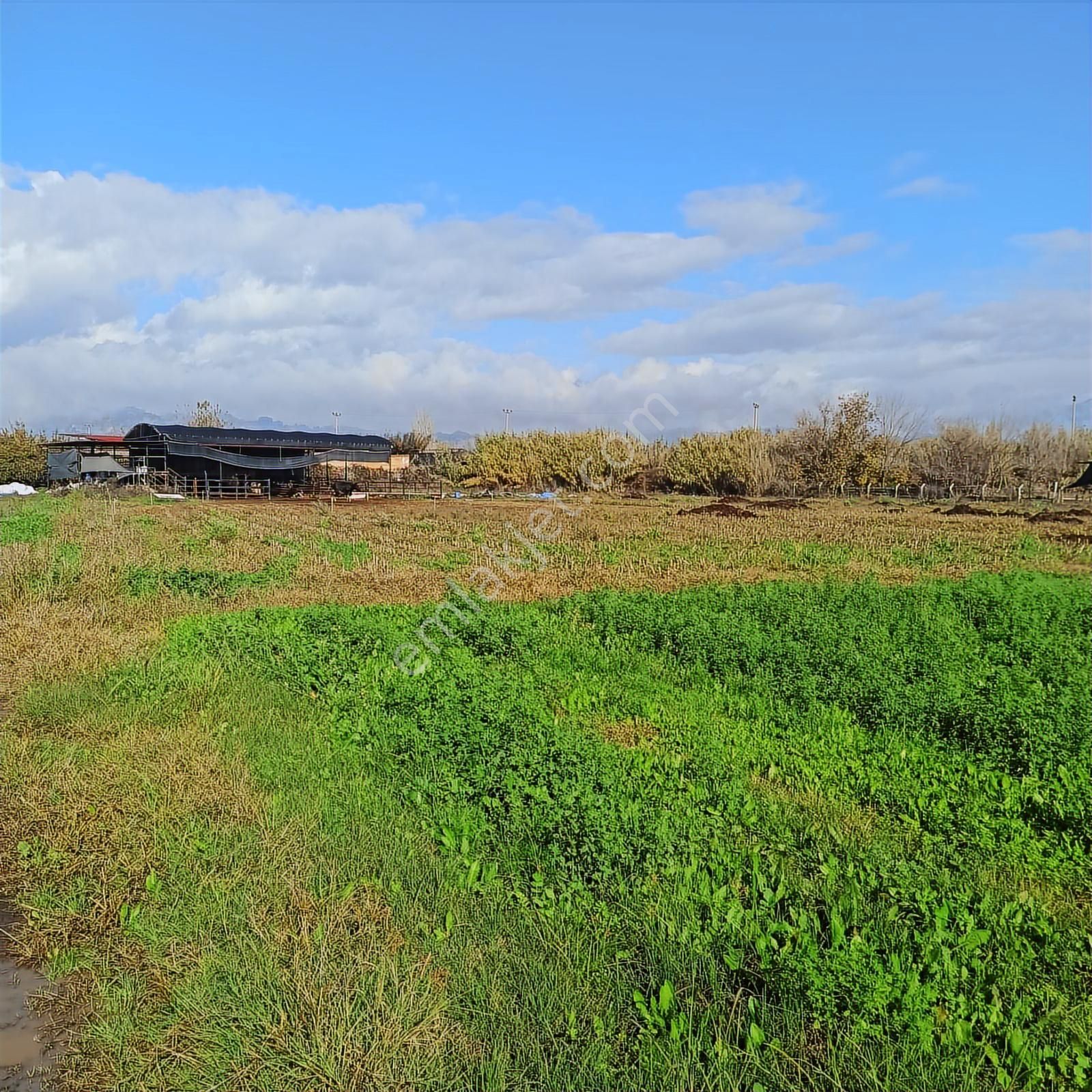 Aydın Efeler Umurlu Mahallesi Yarıkkavak Mevkii Satılık Çiftlik - Görsel 15