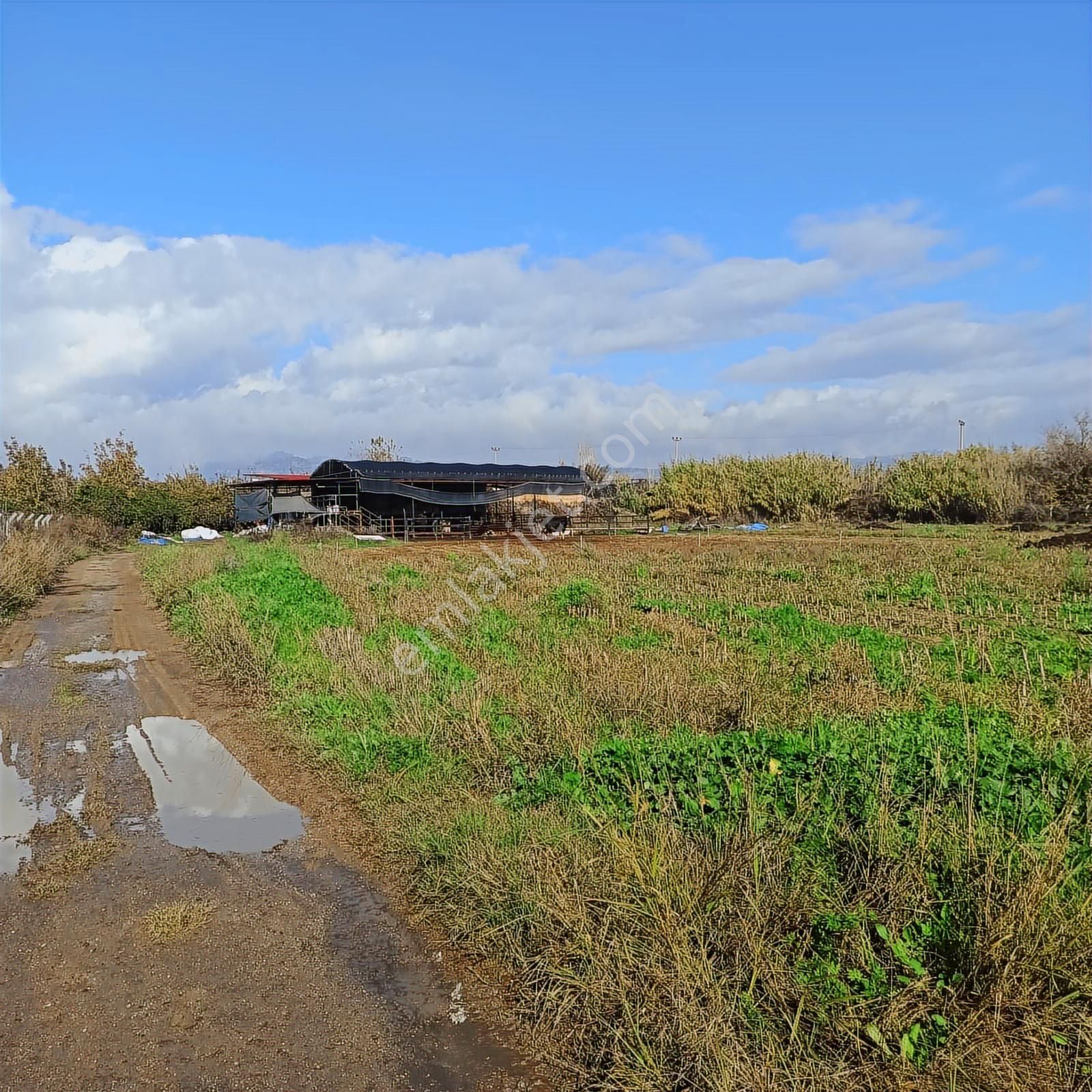 Aydın Efeler Umurlu Mahallesi Yarıkkavak Mevkii Satılık Çiftlik - Görsel 14