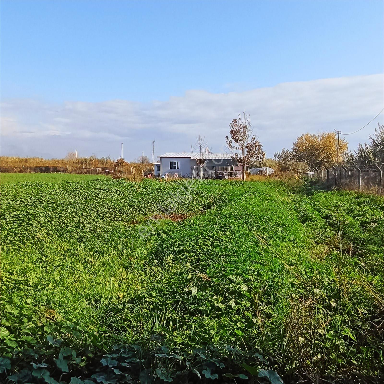 Aydın Efeler Umurlu Mahallesi Yarıkkavak Mevkii Satılık Çiftlik - Görsel 11