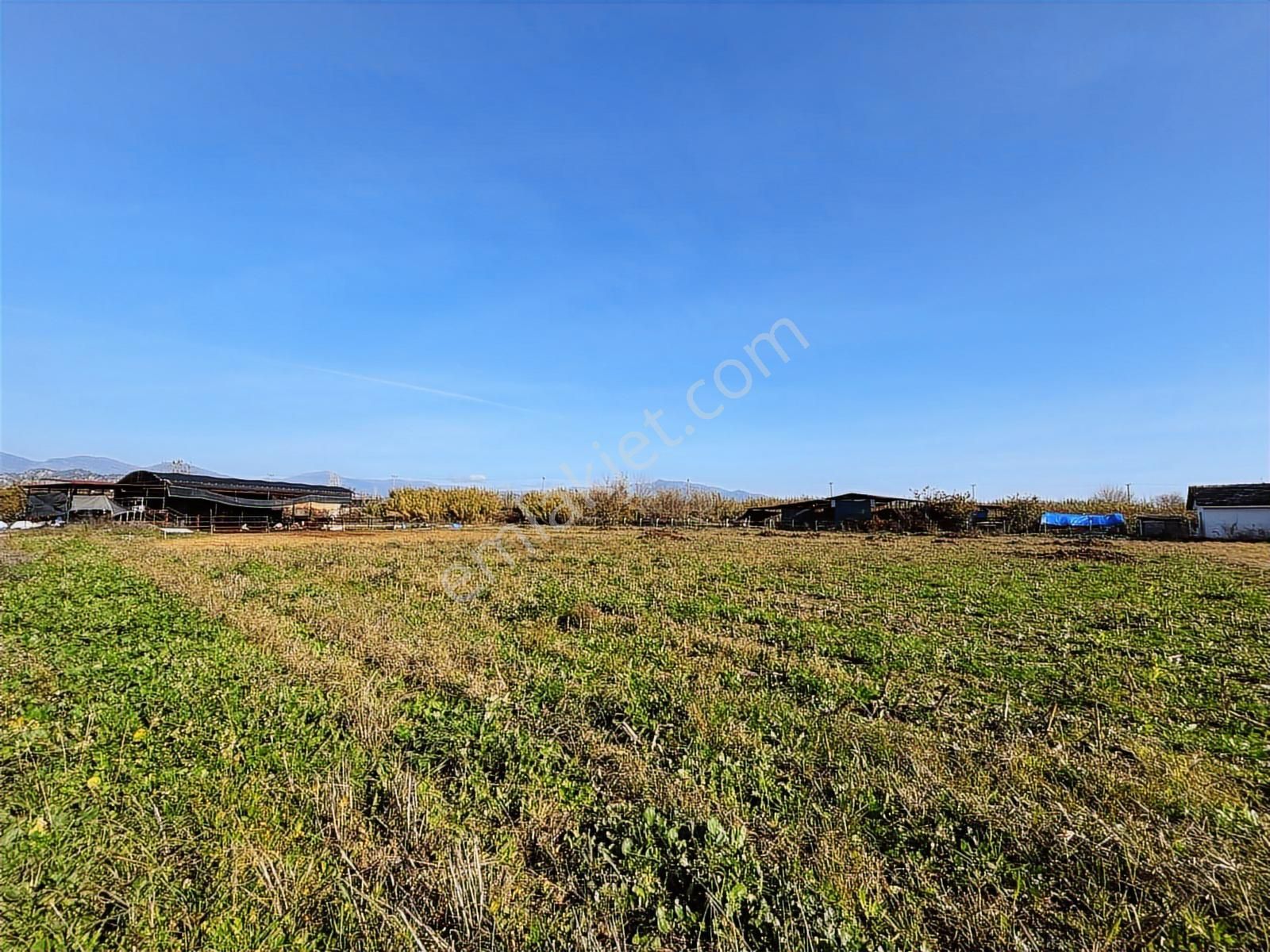 Aydın Efeler Umurlu Mahallesi Yarıkkavak Mevkii Satılık Çiftlik - Görsel 28