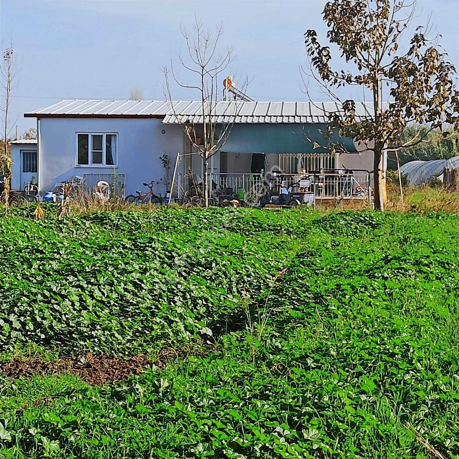 Aydın Efeler Umurlu Mahallesi Yarıkkavak Mevkii Satılık Çiftlik