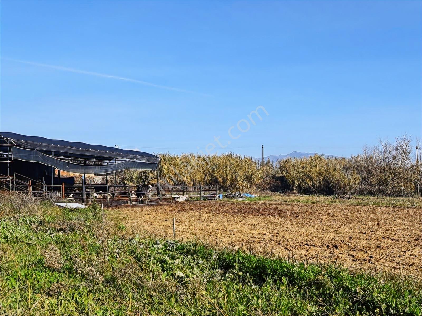 Aydın Efeler Umurlu Mahallesi Yarıkkavak Mevkii Satılık Çiftlik - Görsel 29