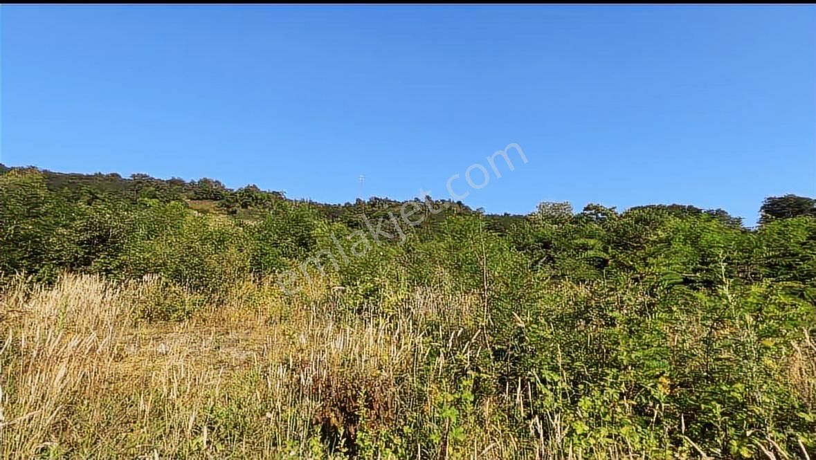 Panoramik Karadeniz Manzarasına Sahip 4344m2 Fındık Bahçesi - Görsel 2