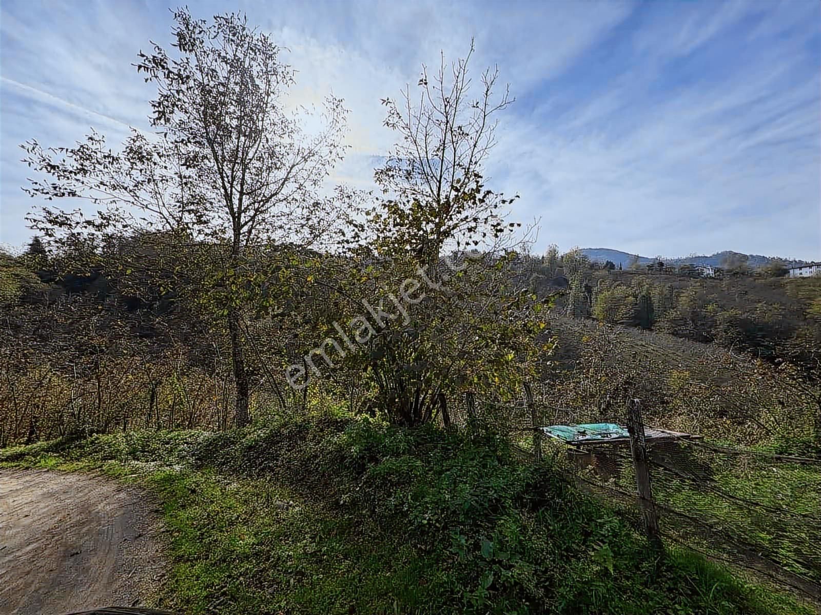 Ordu Perşembe Saray Mahallesi'nde Satılık Fındık Bahçesi