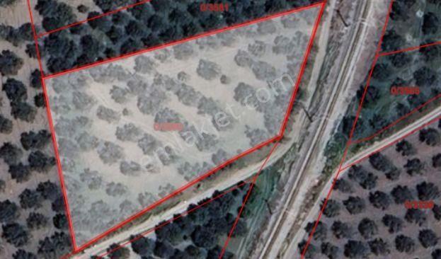 Manisa Akhisar Süleymanlı Mahallesinde Satılık Yola Sıfır Zeytinlik - Görsel 3