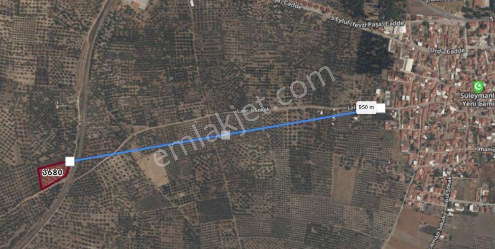 Manisa Akhisar Süleymanlı Mahallesinde Satılık Yola Sıfır Zeytinlik - Görsel 2