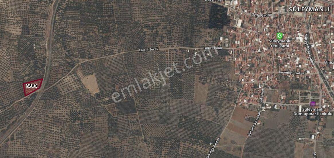 Manisa Akhisar Süleymanlı Mahallesinde Satılık Yola Sıfır Zeytinlik - Görsel 4