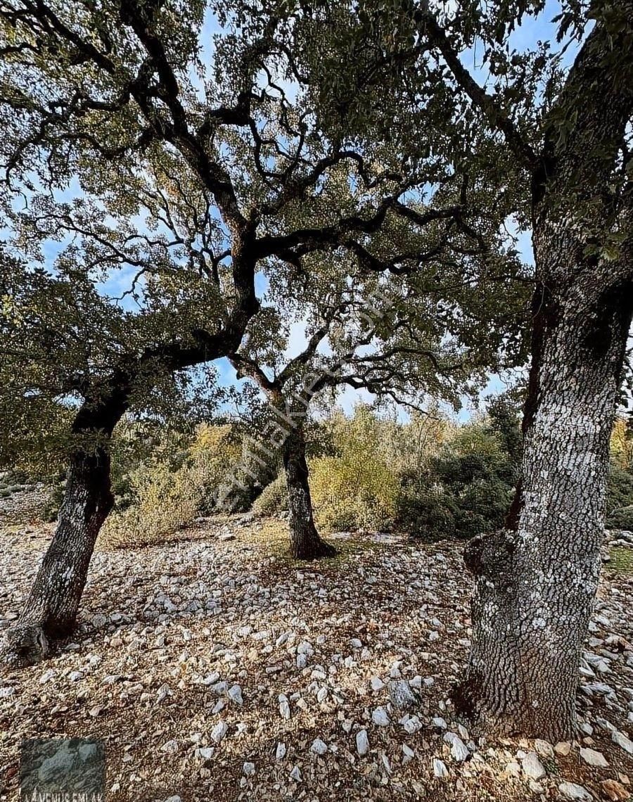 Venüs Emlak Demre Kaçırılmayacak Fiyatta Satılık Tarla - Görsel 16