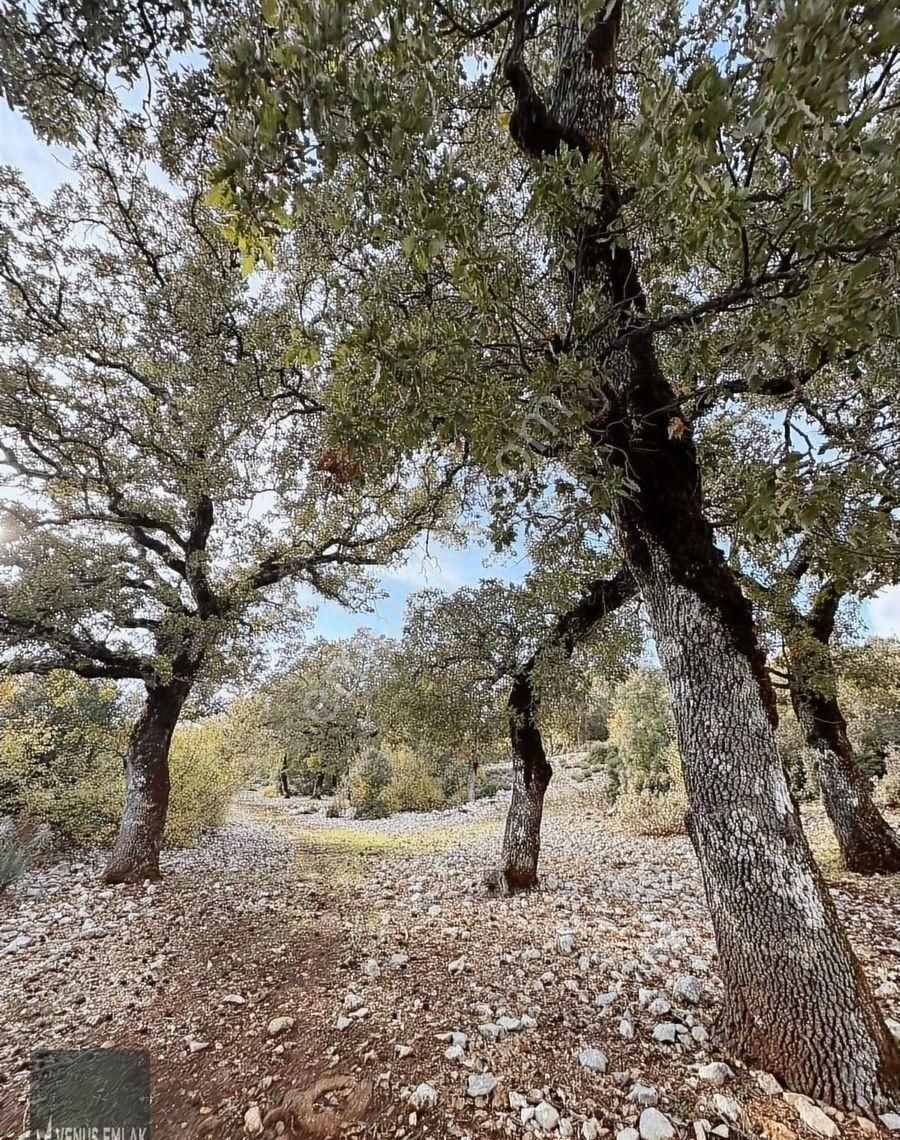 Venüs Emlak Demre Kaçırılmayacak Fiyatta Satılık Tarla - Görsel 3