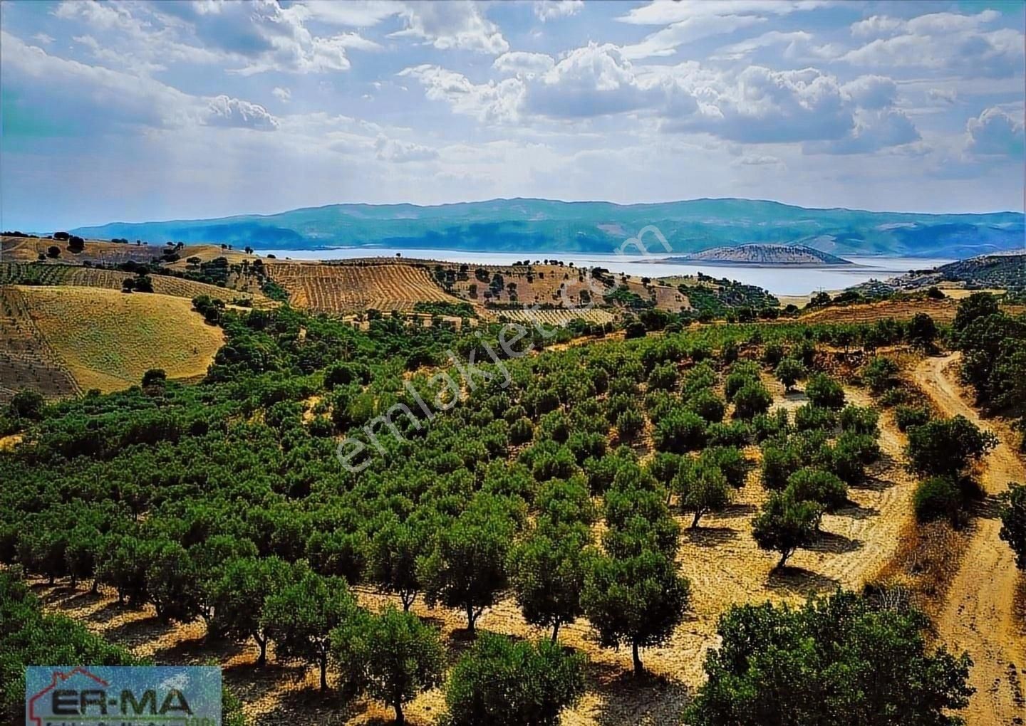Salihli Hacıköseli'de Satılık 25546 M2 Zeytinlik - Görsel 31