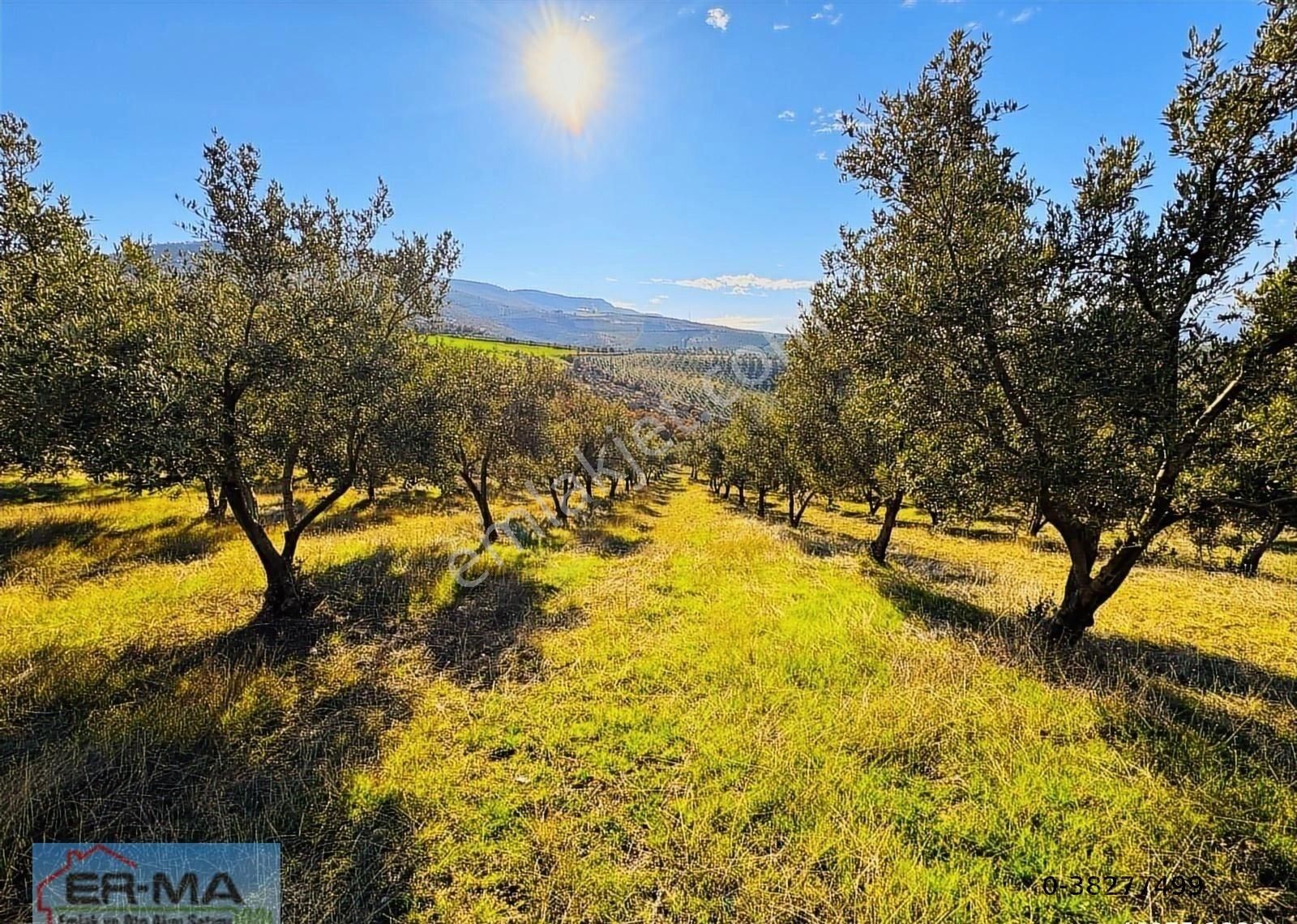Salihli Hacıköseli'de Satılık 25546 M2 Zeytinlik - Görsel 26