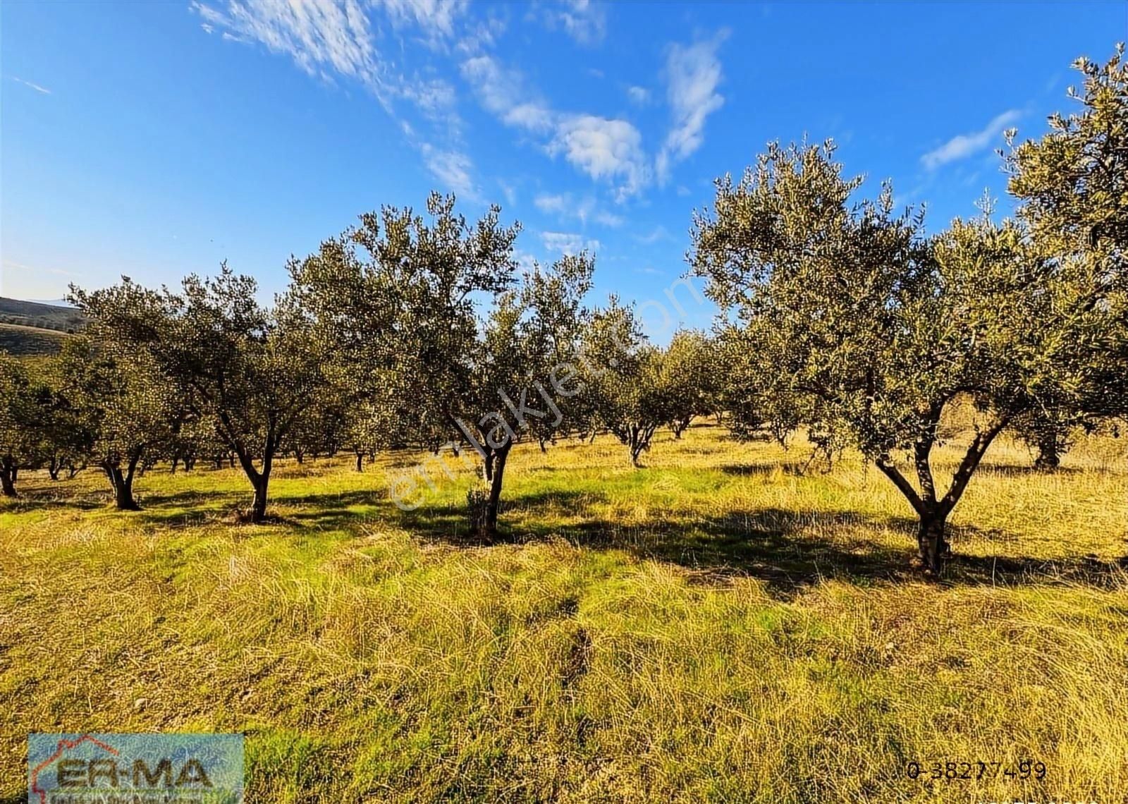 Salihli Hacıköseli'de Satılık 25546 M2 Zeytinlik - Görsel 21
