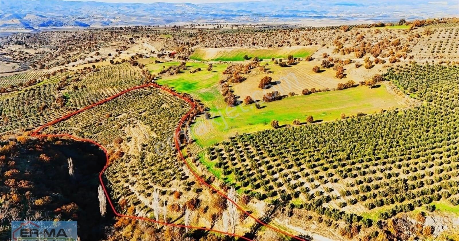 Salihli Hacıköseli'de Satılık 25546 M2 Zeytinlik - Görsel 7