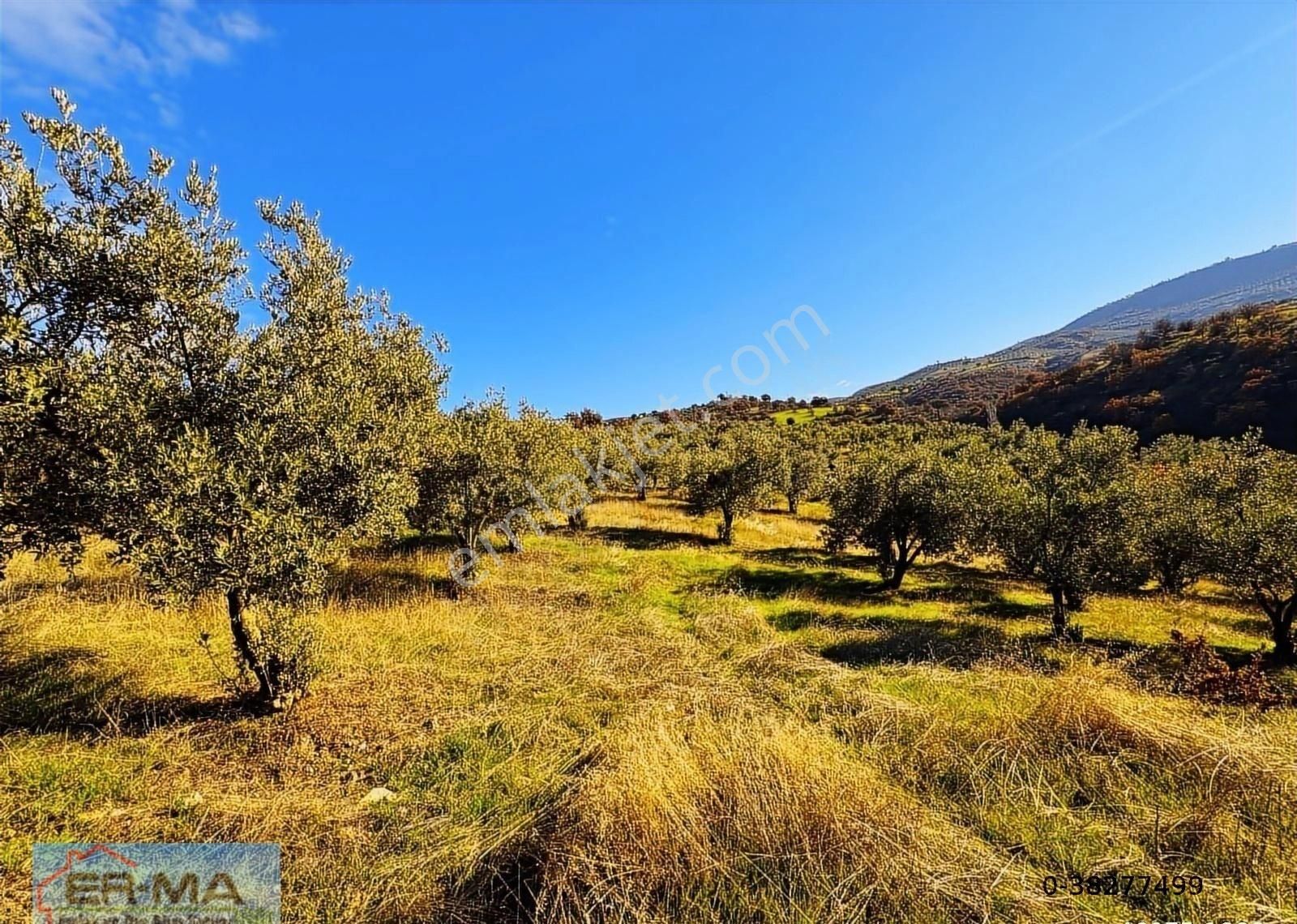 Salihli Hacıköseli'de Satılık 25546 M2 Zeytinlik - Görsel 16