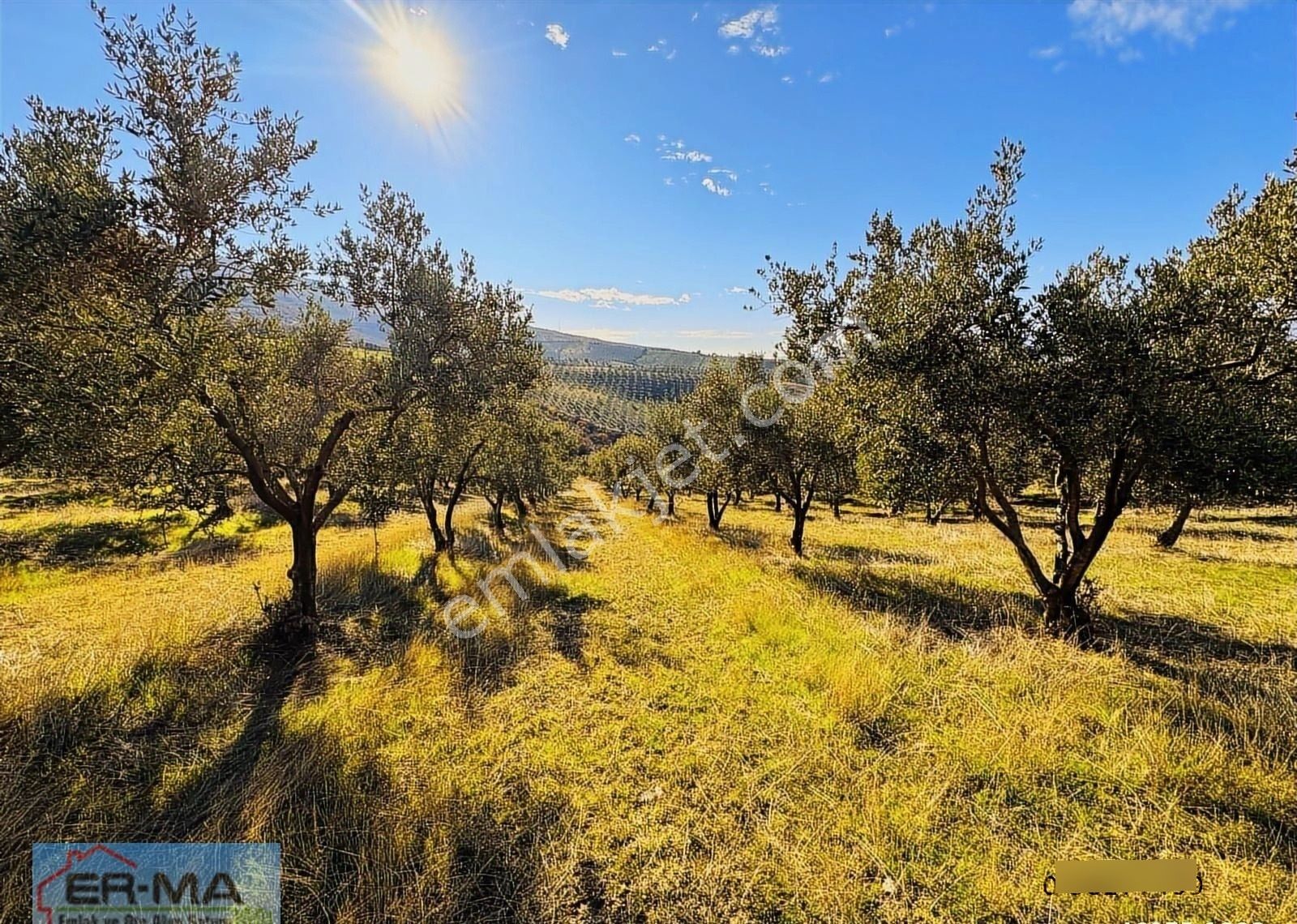 Salihli Hacıköseli'de Satılık 25546 M2 Zeytinlik - Görsel 18