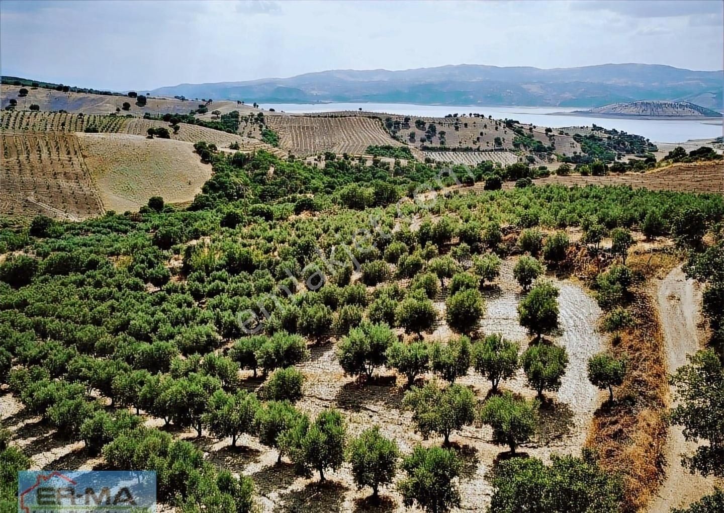 Salihli Hacıköseli'de Satılık 25546 M2 Zeytinlik - Görsel 11