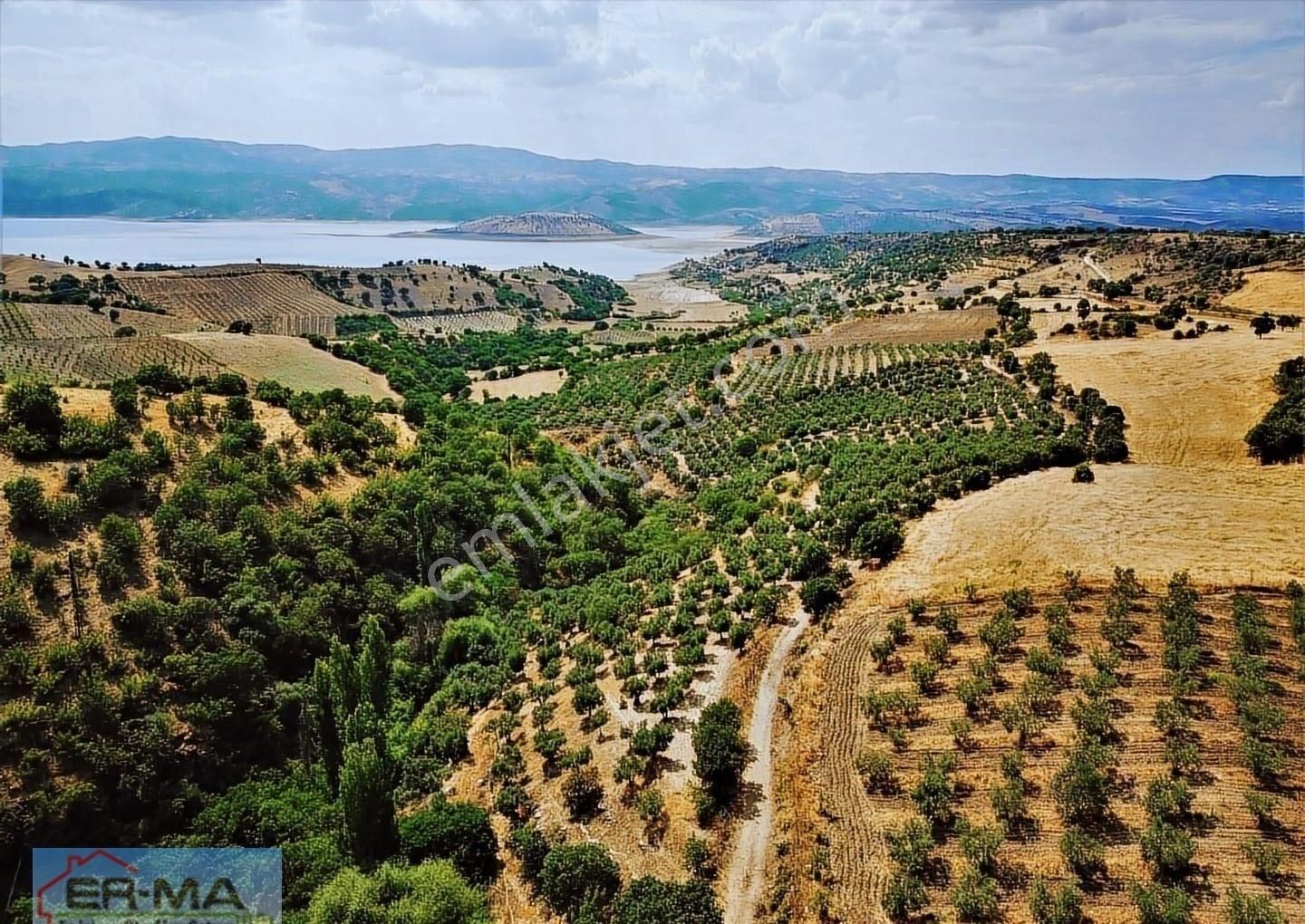 Salihli Hacıköseli'de Satılık 25546 M2 Zeytinlik - Görsel 12