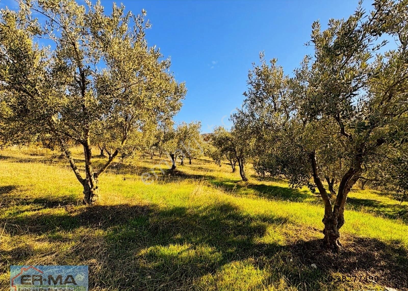 Salihli Hacıköseli'de Satılık 25546 M2 Zeytinlik - Görsel 32