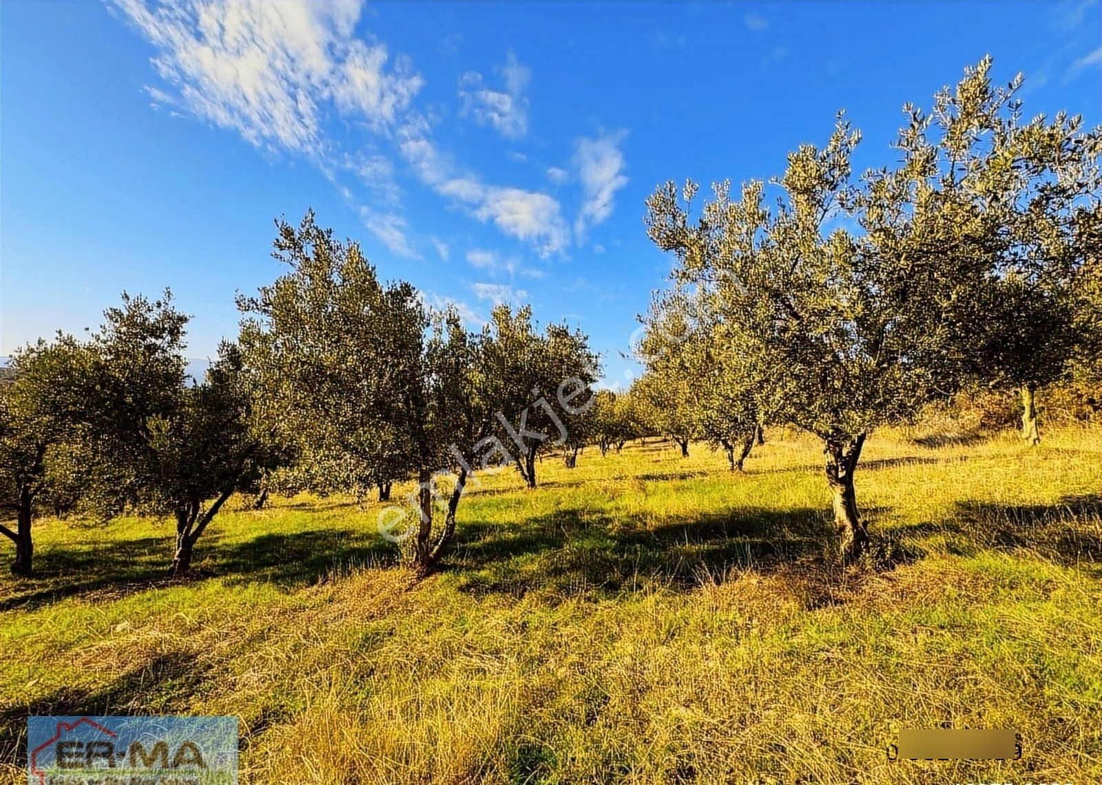 Salihli Hacıköseli'de Satılık 25546 M2 Zeytinlik - Görsel 10